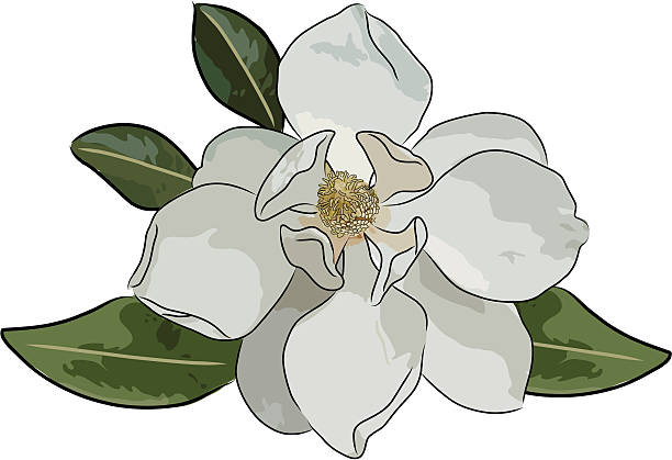 ilustraciones, imágenes clip art, dibujos animados e iconos de stock de magnolia (vector - magnolia white single flower flower