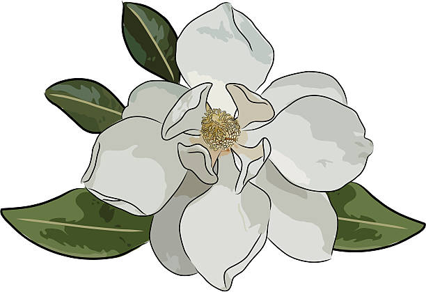 illustrazioni stock, clip art, cartoni animati e icone di tendenza di magnolia (vettore - magnolia blossom flower single flower