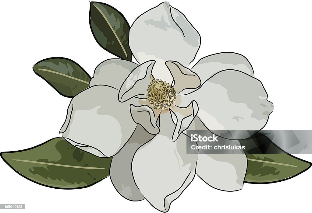 magnolia (Wektor - Grafika wektorowa royalty-free (Magnolia)