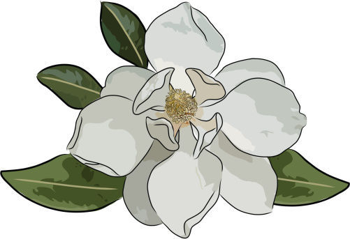 Vector file of a beautiful magnolia blossom. Files include eps, ai, png and hi-res jpeg.