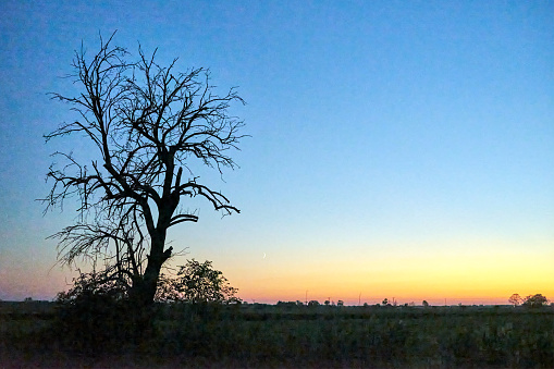 Lonely tree in the meadow during sunset, autumn in Poland