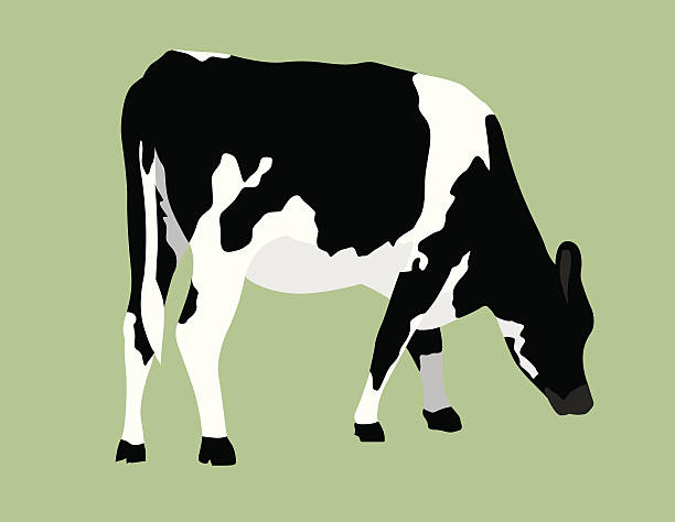 Vector cow on pastel green background A vector illustration of a cow. cow stock illustrations