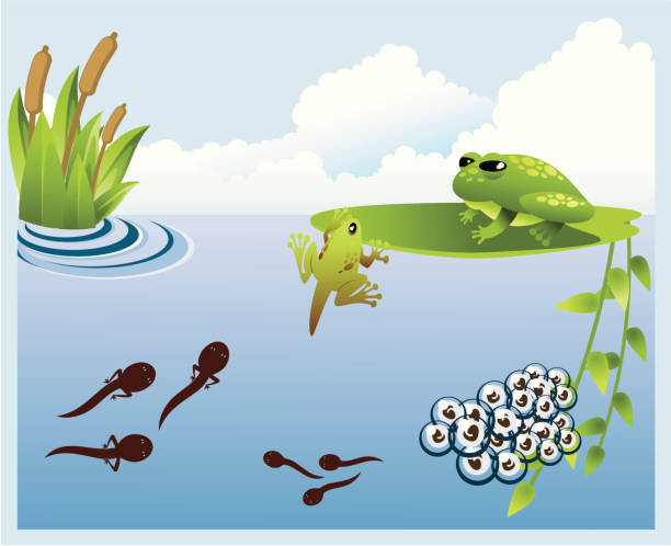 illustrazioni stock, clip art, cartoni animati e icone di tendenza di crescendo - frogspawn