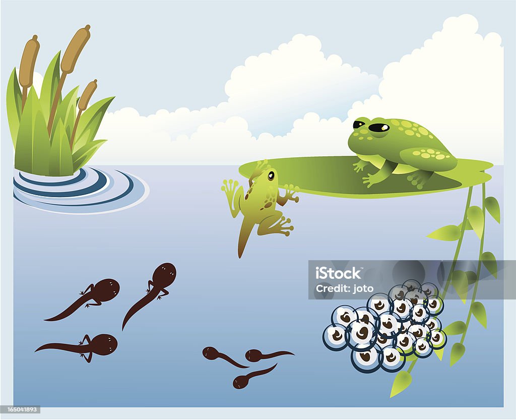 Growing up Cyclus from tadpole to frog. Large JPG included. Tadpole stock vector
