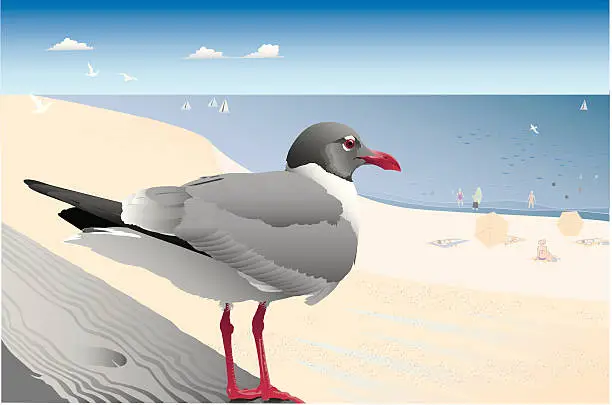 Vector illustration of Vantage Point: Laughing Gull