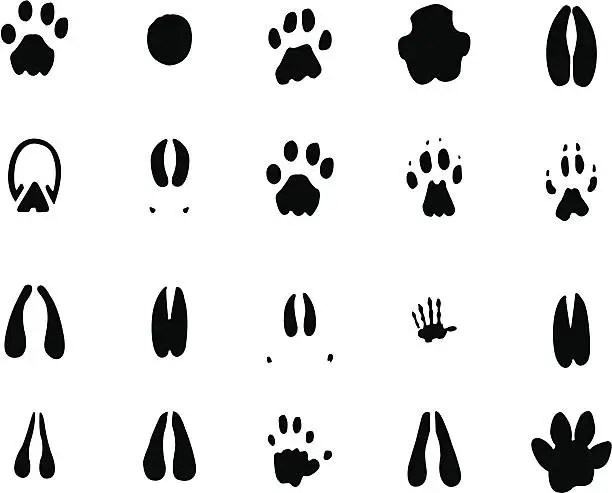Vector illustration of African Foot prints
