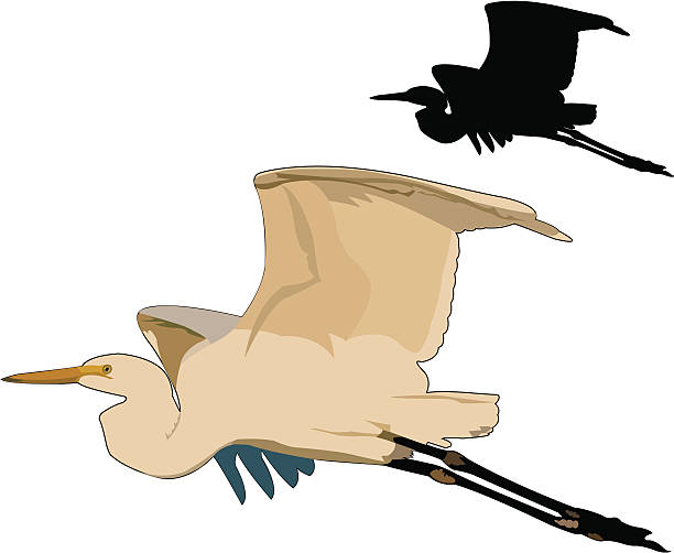 illustrazioni stock, clip art, cartoni animati e icone di tendenza di airone bianco maggiore volo al tramonto - animal beak bird wading