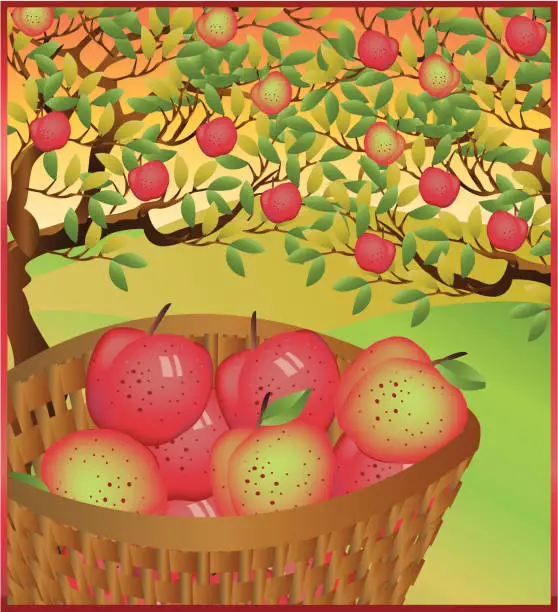 Vector illustration of Picking Apples