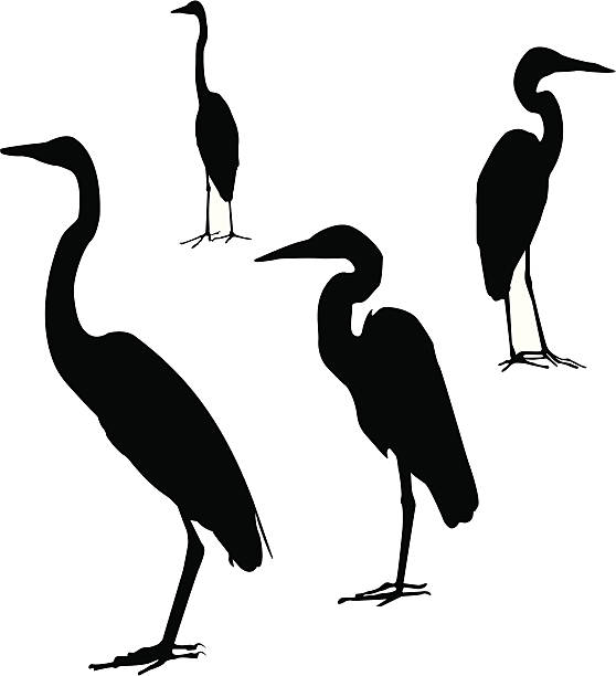 Egrets in Mexico vector art illustration