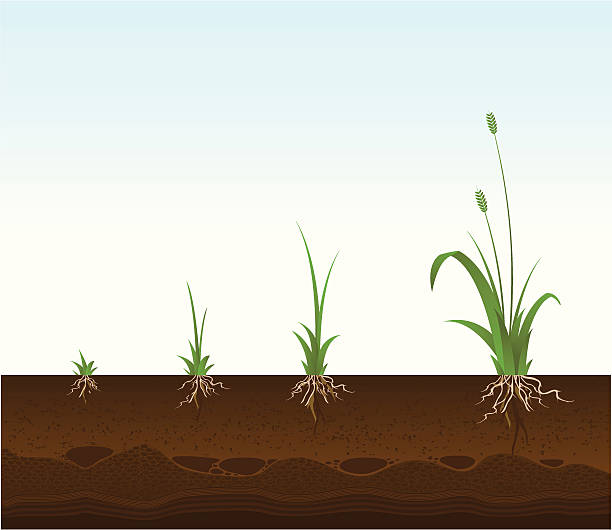 Growing Plant Vector illustration of a weed in various stages of growth including a cross-section of top soil with roots of weeds showing. Detail below: plant root growth cultivated stock illustrations