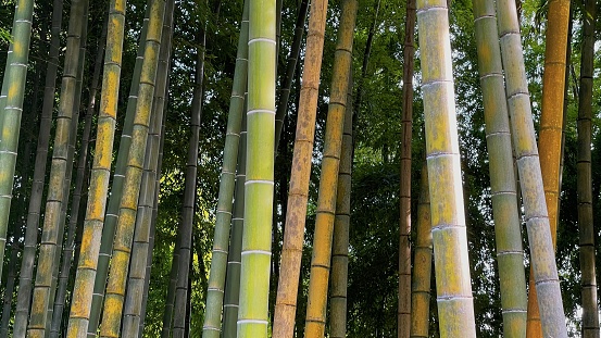 Part of bamboo trunks in a bamboo forest in Arashiyama, Japan