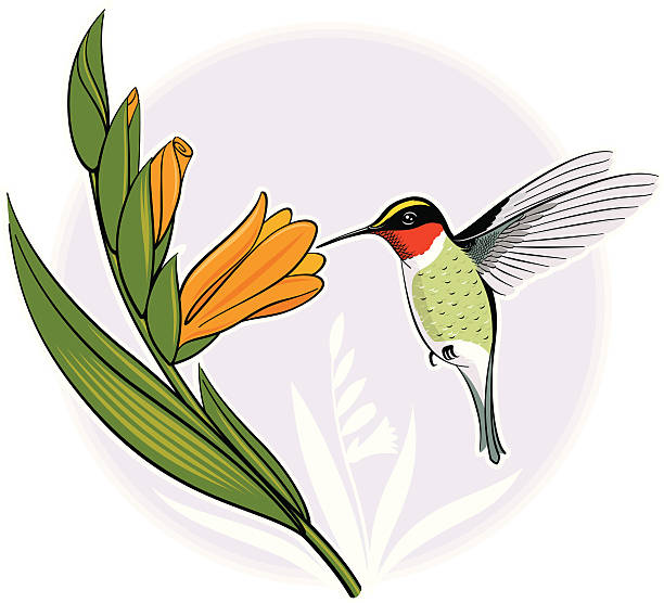 Hummingbird vector art illustration
