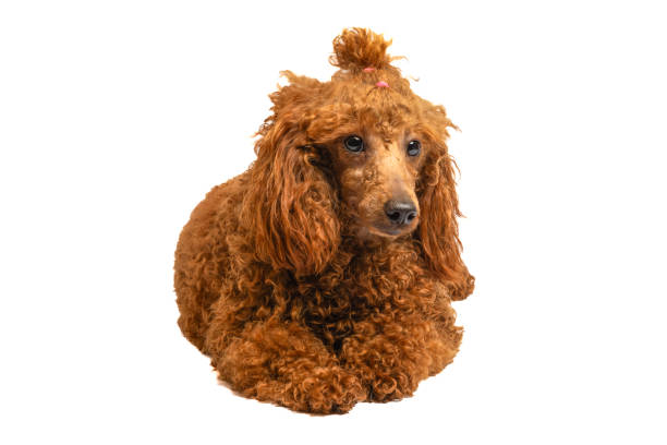 istock Toy poodle puppy lying over white background 1650434066