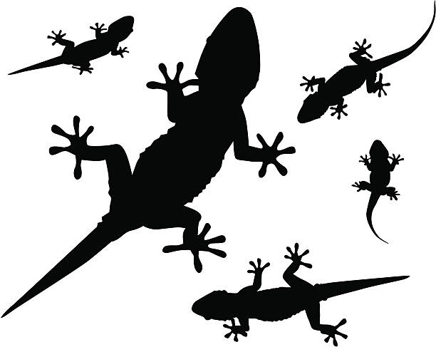 Gecko (Vector - ilustración de arte vectorial