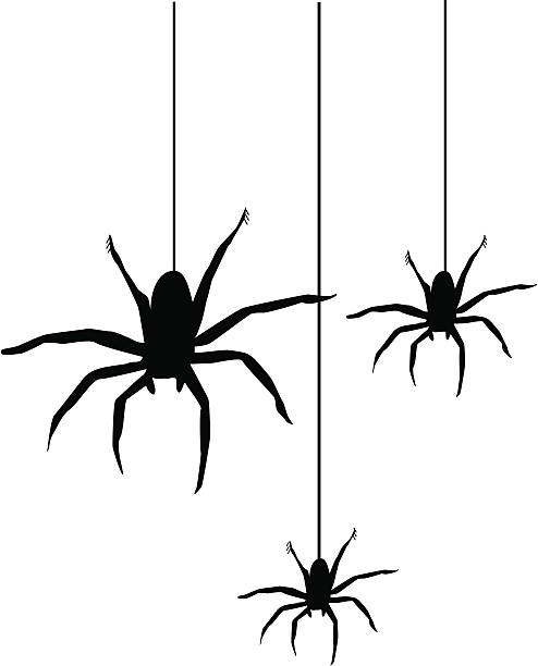 spiders 3 spiders - Drop In! small group of animals stock illustrations