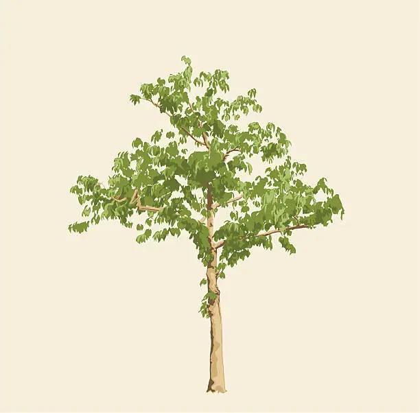 Vector illustration of Solo Tree