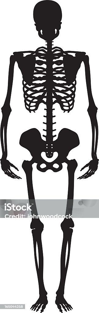 Skelett - Lizenzfrei Anatomie Vektorgrafik