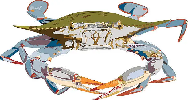 Vector illustration of Blue Crab Illustration