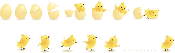 Chick Chick development stages walking animation stock illustrations