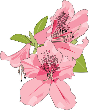 Azaleas, a southern symbol of spring.  AI vs 10, EPS vs 8.0 and 300 dpi jpg included.