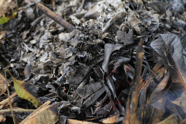 istock burning leaves and twigs into charcoal 1650462122