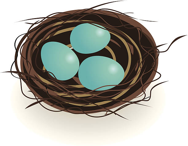robin jaj gniazdo - birds nest animal nest animal egg blue stock illustrations