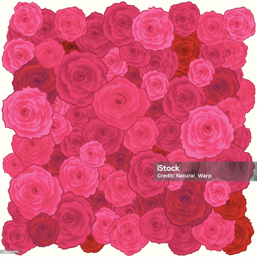 Rosas Square - Royalty-free Rosa - Flor arte vetorial