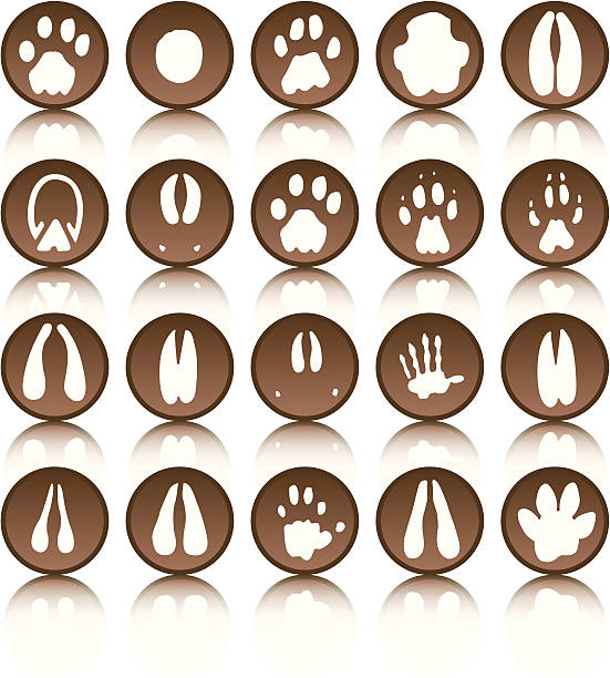 Giraffe Paw Print Vector Free | AI, SVG and EPS