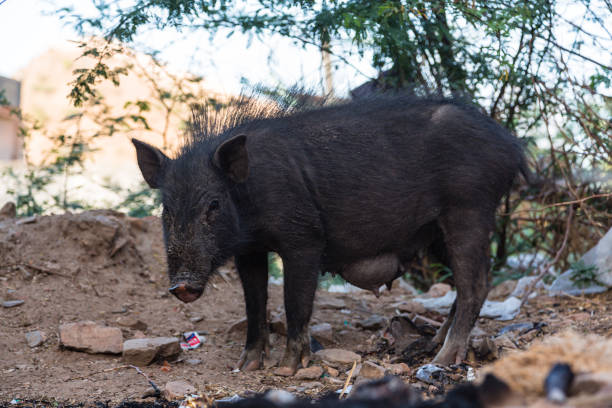 istock A Wild pig in Jaipur, India 1650468098
