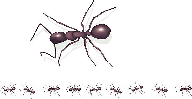 Marching ants Column of marching ants. Large ant shown for detail. Each ant has a shadow and is grouped as an individual so you can place them in whatever formation you like. They look really cool on a white page. This file contains meshes. ant colony swarm of insects pest stock illustrations