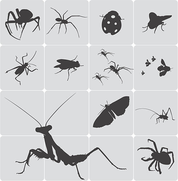 insects vector art illustration
