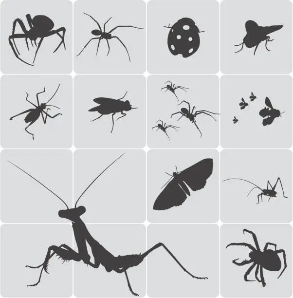 Vector illustration of insects