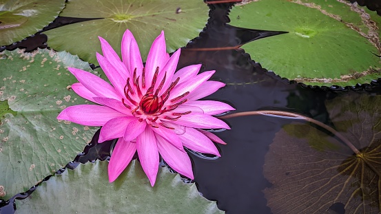 beautiful nature wallpaper with spiritual flower theme, Pink Lotus Flower That Blooms Beautifully