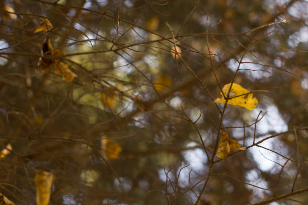 autumn yellow leaves on a blurred sky. Abstract cool background with selective soft focus.