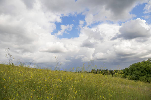 Blue sky and beautiful cloud with meadow tree. Plain landscape background for summer poster.