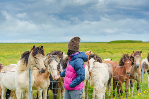 Female tourist standing and teasing herd of horses on meadow by stable