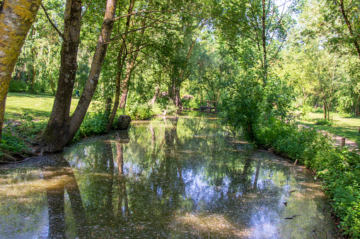 Undergrowth of the Marais du Parc Régional du Marais Poitevin called Venise Verte, in Sainte-Hilaire-la-Palud