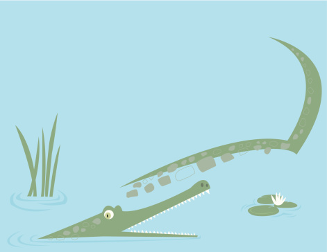 Vector illustration of an alligator. File contains ai8, eps ai8, and a high res jpg.