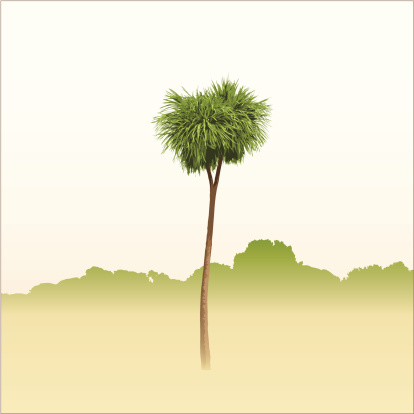 A solitary Cabbage Tree.  Totally hand traced (not Live-Traced). Fully layered for easy editing.  Hide the shadow and highlight layers for a plain silhouette.  Includes EPS, AI CS2 and hi-res JPG.