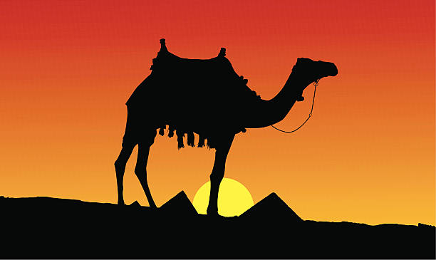 закат пейзаж в египте ii - egypt pyramid cairo camel stock illustrations