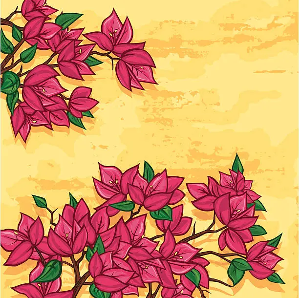 Vector illustration of Bougainvillea Flowers
