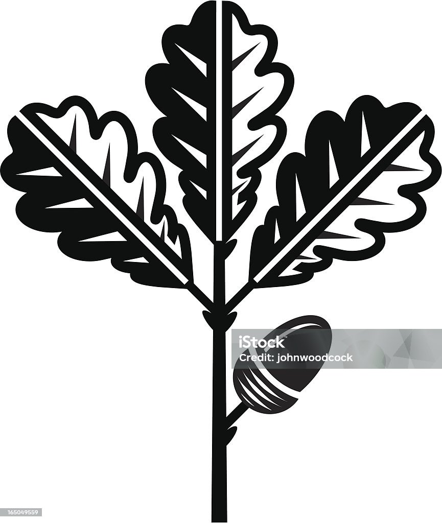 Oak leaf und acorn - Lizenzfrei Eichel - Pflanzensamen Vektorgrafik