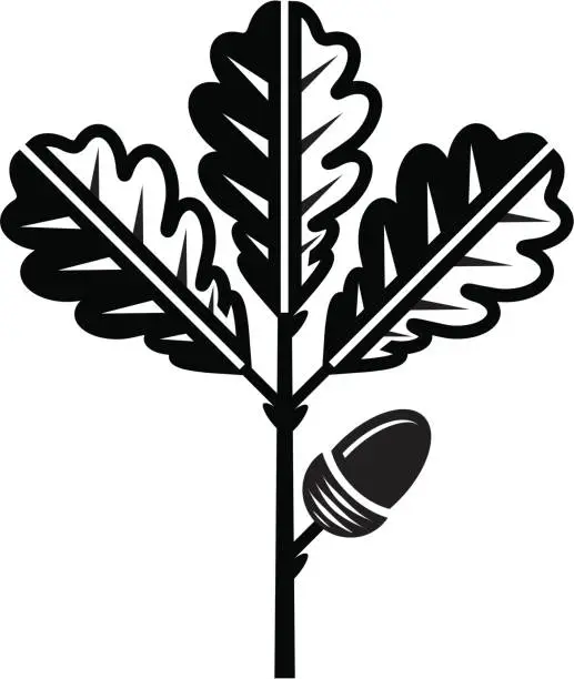 Vector illustration of Oak leaf and acorn