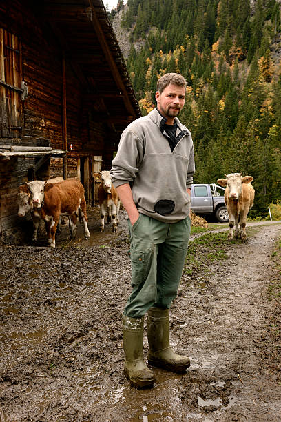 swiss agricoltore sta in fattoria con le mucche in montagne - mountain cabin european alps switzerland foto e immagini stock
