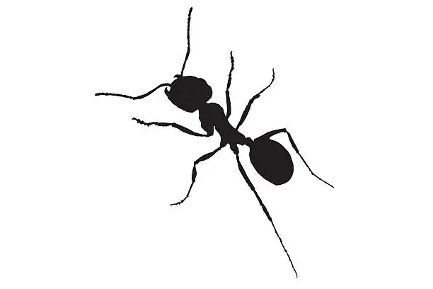 Vector illustration of Ant black silhouette vector