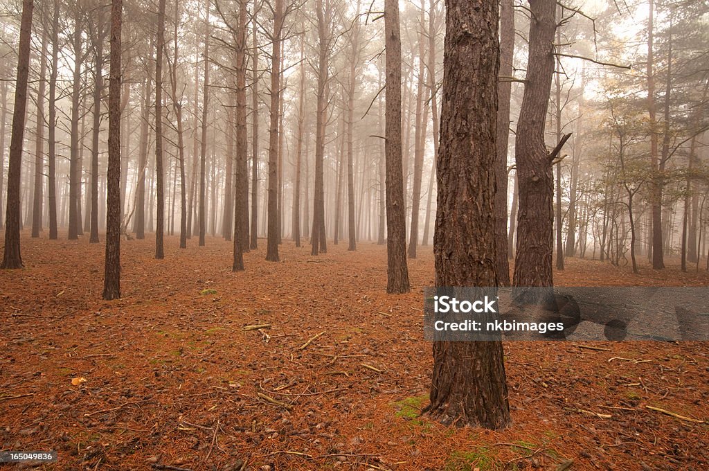 Mist piena autunno boschi - Foto stock royalty-free di Ambientazione esterna
