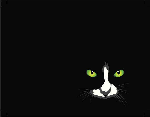 Cat On Black vector art illustration