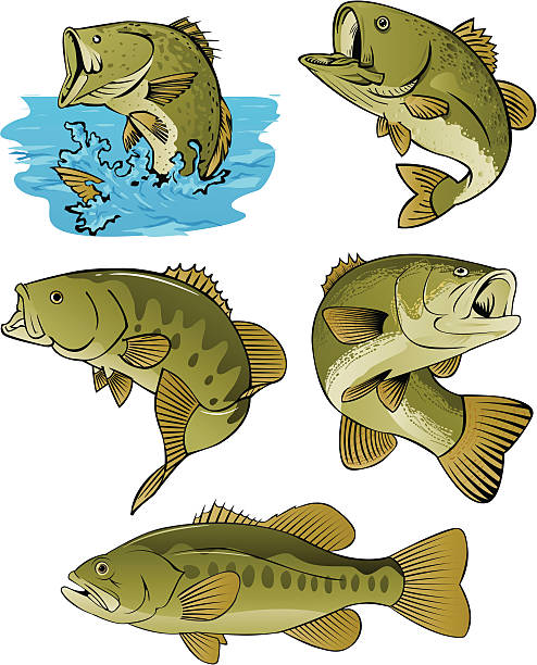 LOTS OF BASS "5 BASS ILLUSTRATIONS,your one stop shop for great pictures of your favorite fish" ocean perch stock illustrations
