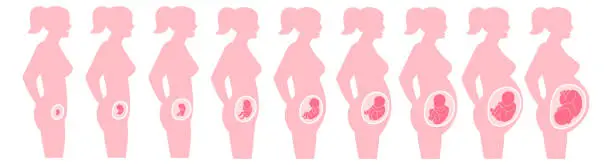 Vector illustration of Pregnancy stages. Child body development. Fetus growth