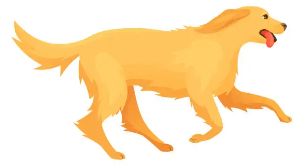 Vector illustration of Dog running side view. Funny golden retriever